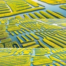 千垛菜花风景区 - 泰州市旅游 缩略图 1