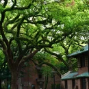 中山大学(广州校区南校园) - 广州市旅游 缩略图 1