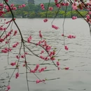 苏堤 - 杭州市旅游 缩略图 9