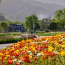 径山花海 - 杭州市旅游 缩略图 5