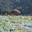 径山花海 - 杭州市旅游 缩略图 9