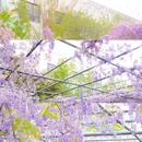 芳华微马公园 - 成都市旅游 缩略图 6