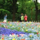 共青国家森林公园 - 上海市旅游 缩略图 9