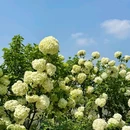铜锣花谷生态园 - 重庆旅游 缩略图 7