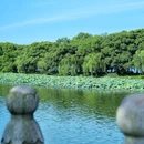 杭州西湖风景名胜区-曲院风荷 - 杭州市旅游 缩略图 4