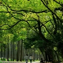 共青公园 - 上海市旅游 缩略图 2
