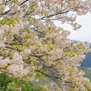 茶儿岩 - 成都市旅游 缩略图 5