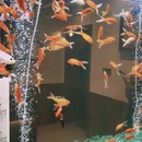 胖海椒厨房 - 重庆市旅游 缩略图 1
