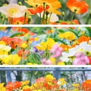 上海辰山植物园 - 上海市旅游 缩略图 1
