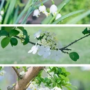 上海辰山植物园 - 上海市旅游 缩略图 8