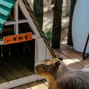 茅山森林世界 - 常州市旅游 缩略图 5