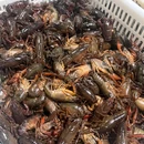 阿楷·乡村鱼蛙馆·宵夜(达明店) - 福州市旅游 缩略图 1