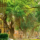 沙面岛 - 广州市旅游 缩略图 4