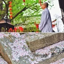 济南灵岩寺旅游区 - 济南市旅游 缩略图 6