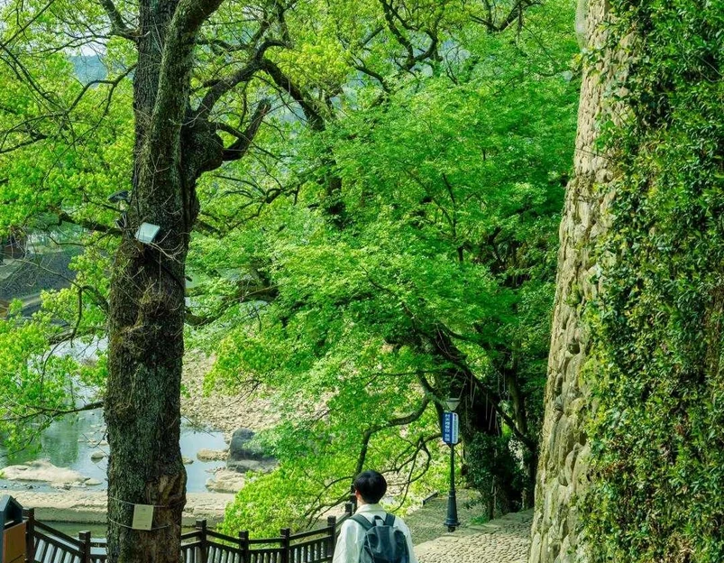 大奇山国家森林公园 - 杭州旅游 1