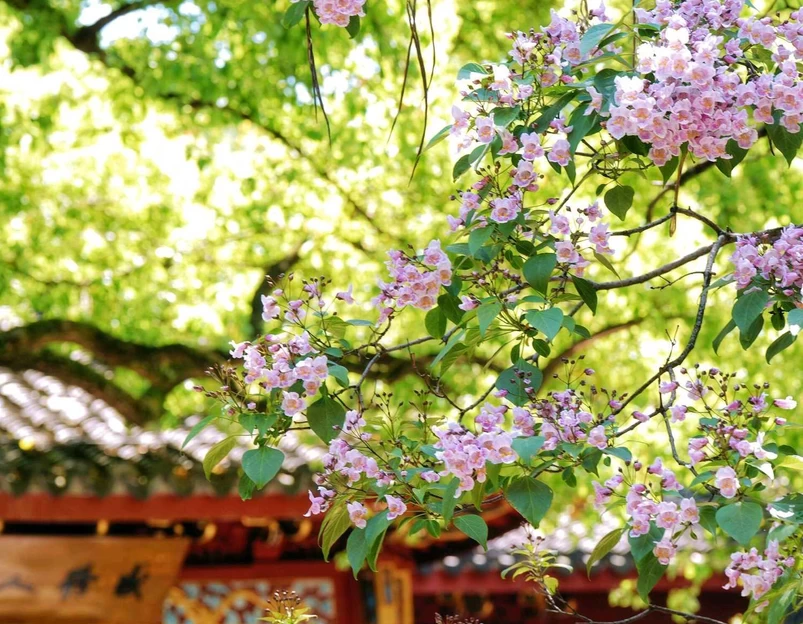 吴山景区-中兴东岳庙 - 杭州市旅游 1