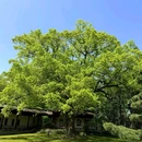 安隐寺遗址公园 - 杭州市旅游 缩略图 2