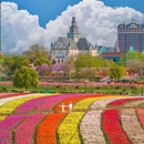 荷兰花海 - 盐城市旅游 缩略图 3