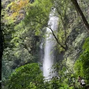 莫里热带雨林景区 - 德宏傣族景颇族自治州旅游 缩略图 8