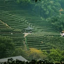龙井村 - 杭州市旅游 缩略图 9