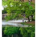 华南国家植物园-兰园 - 广州市旅游 缩略图 8