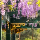 北京大观园 - 北京旅游 缩略图 6