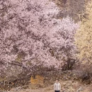 秀巴千年古堡群 - 林芝市旅游 缩略图 1