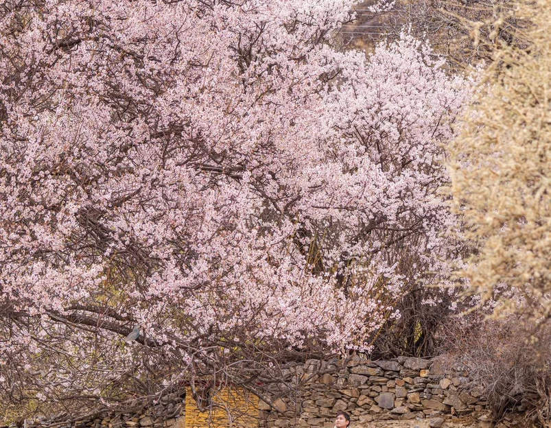 秀巴千年古堡群 - 林芝市旅游 1
