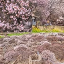 秀巴千年古堡群 - 林芝市旅游 缩略图 9