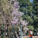 北京植物园 - 北京市旅游 缩略图 9