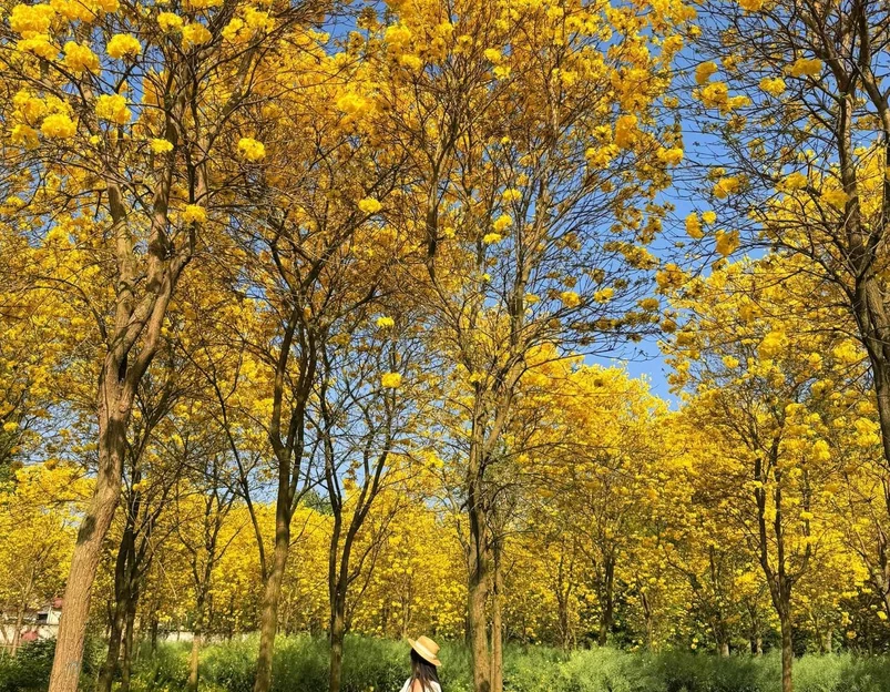 蜀彭瓦业有限公司(羊马总代理) - 成都市旅游 1