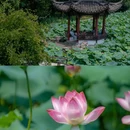 杭州西湖风景名胜区-岳王庙 - 杭州市旅游 缩略图 8