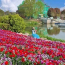 荷兰花海 - 盐城市旅游 缩略图 4