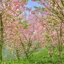 蒙顶山风景名胜区 - 雅安市旅游 缩略图 8