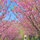 蒙顶山风景名胜区 - 雅安市旅游 缩略图 7