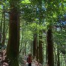 天目山风景区 - 杭州市旅游 缩略图 5