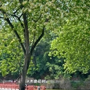 大金钟水库 - 广州市旅游 缩略图 3