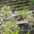 大滩梨花小栈 - 北京市旅游 缩略图 3