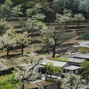 大滩梨花小栈 - 北京市旅游 缩略图 5
