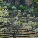 大滩梨花小栈 - 北京市旅游 缩略图 8