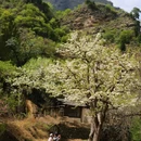 大滩梨花小栈 - 北京市旅游 缩略图 9