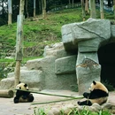 雅安碧峰峡旅游区 - 雅安市旅游 缩略图 6