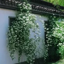 杭州植物园 - 杭州市旅游 缩略图 6