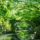 柳浪闻莺 - 杭州市旅游 缩略图 5