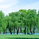 柳浪闻莺 - 杭州市旅游 缩略图 9