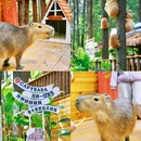 卡皮巴拉咖啡屋 - 南充市旅游 缩略图 5