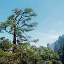 莽山五指峰景区 - 郴州市旅游 缩略图 4