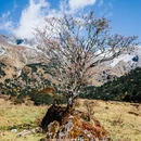 玉龙雪山国家级风景名胜区 - 丽江市旅游 缩略图 9