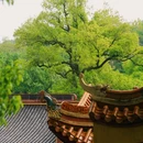 爱晚亭 - 长沙市旅游 缩略图 8
