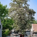 北海公园 - 北京市旅游 缩略图 5